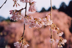 桜